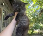 Віддам кошеня в добрі руки 2