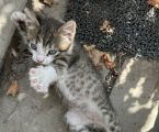 Віддам кошеня з красивим леопардовим окрасом 4