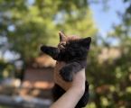 Віддам кошеня в добрі руки 2