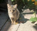Тваринки котики 2