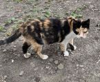Котики в добрі руки 3