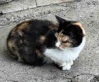 Котики в добрі руки 6