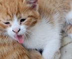 Віддамо кошенят, хлопчик і дівчинка 7