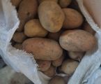 Картопля велика та дрібна 1