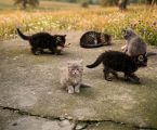 Віддам гарненьких кошенят 1