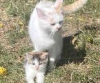 Віддам котиків в добрі руки 1