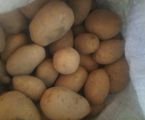 Домашня картопля 2