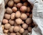 Картопля велика та дрібна 4