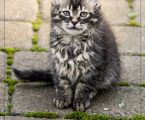 Віддам гарненьких кошенят 5
