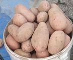 Картоплю 1