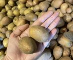 Дрібна картопля 1