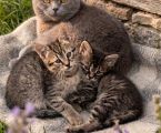 Віддам гарненьких кошенят 2