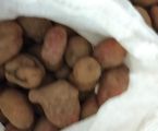 Картопля червона 1