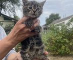 Віддамо кошенят у добрі руки 1