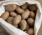 Картопля домашня! 2