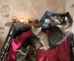 Віддам гарненьких кошенят 3