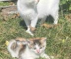 Віддам котиків в добрі руки 3