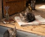 Віддам гарненьких кошенят 4