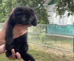 Віддамо кошенят у добрі руки 2