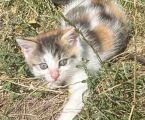 Віддам котиків в добрі руки 2