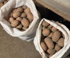 Картопля велика домашня 2біла роса по 12 грн за кг 3