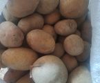 Домашня картопля 1