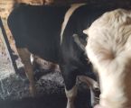 Бик віком 9 місяців 1