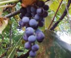 Продам виноград🍇 2