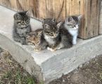 Віддам котиків у добрі руки 3
