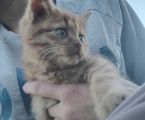 Віддам в добрі руки чудового друга 3