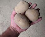 Картопля домашня 2