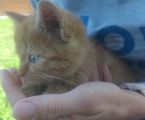 Віддам в добрі руки чудового друга 1