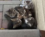 Віддам котиків у добрі руки 1