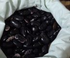 Фасоля піша домашня 3