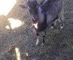 Цапок для покритя кіз 2