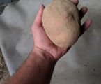 Картопля домашня 1
