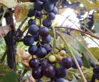 Продам виноград🍇 1