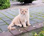 Віддам котиків в добрі руки 1
