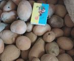 Картопля домашня 1
