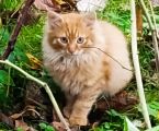 Віддам котиків в добрі руки 2