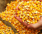 Зерно кукурудзи 1