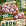 ' ~ advert.getName() ~ '