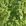 Чистотіл,несушений,свіжий.цвіт кульбаби_bg