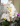 ' ~ advert.getName() ~ '