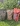 ' ~ advert.getName() ~ '