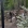 🌳 Обрізка дерев та пересадка рослин 🌳_bg
