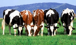 Заготівля СГ продукції
