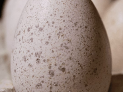 Інкубаційне яйце індиків