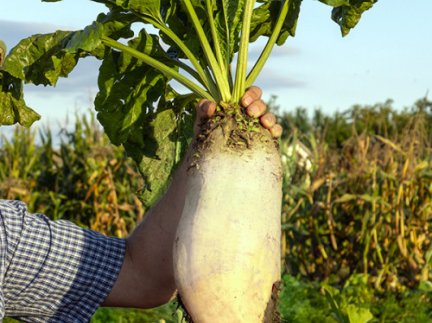 Кормовий буряк