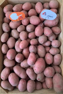 Велика картопля